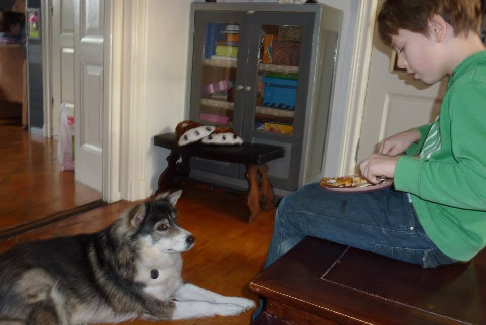 Chaya lying on the wooden floor at home while a child eats at the table