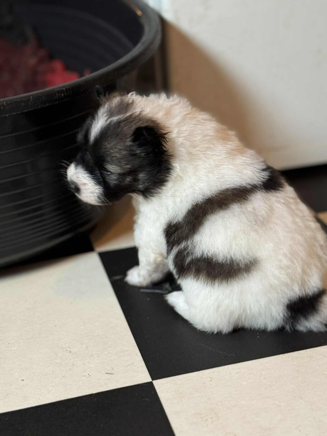 Roy Hill Inked In Love as a young puppy, standing in profile on a tiled floor