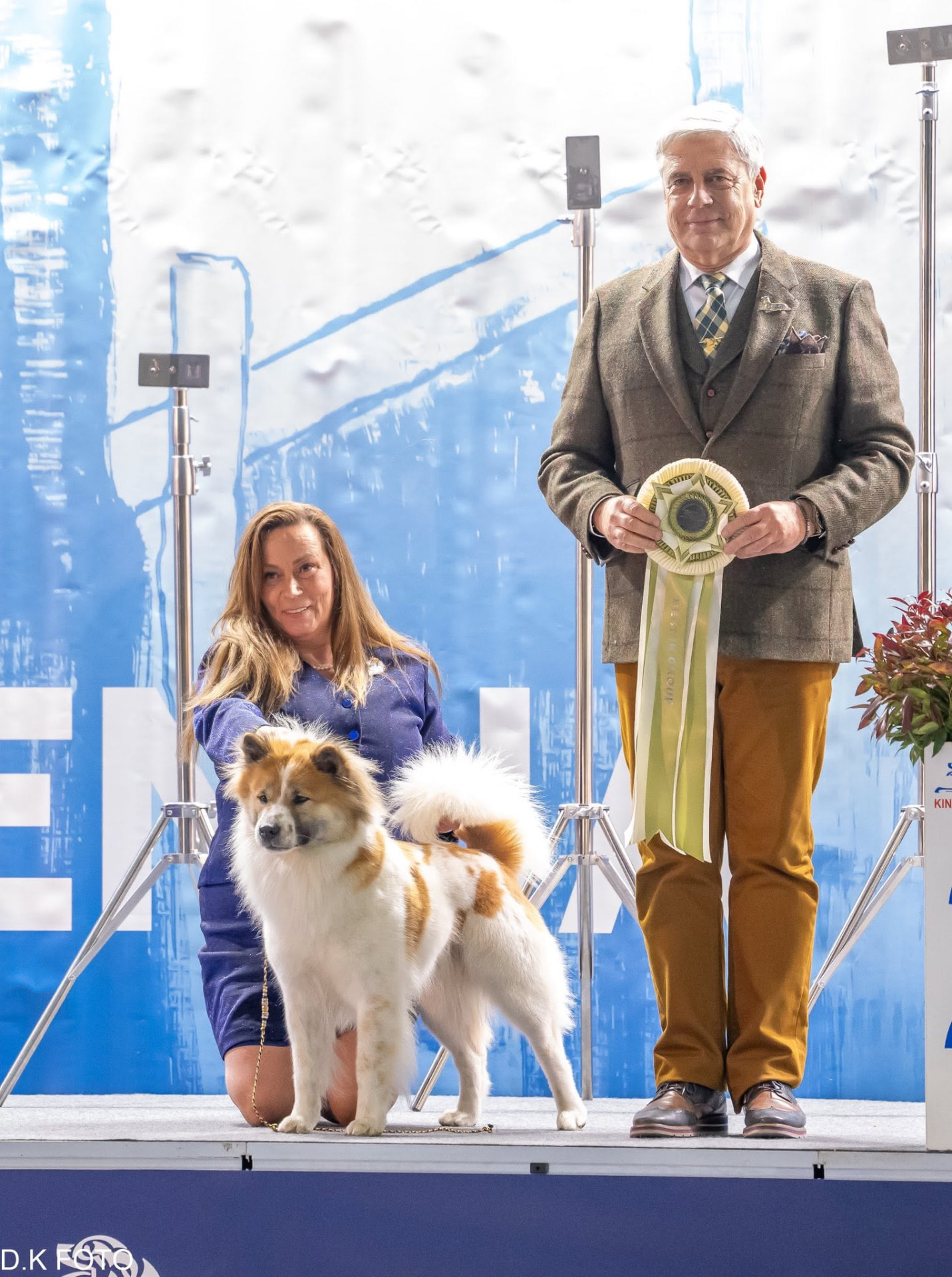 Roy Hill Thai Tiger, standing in show pose on a dog show stage
