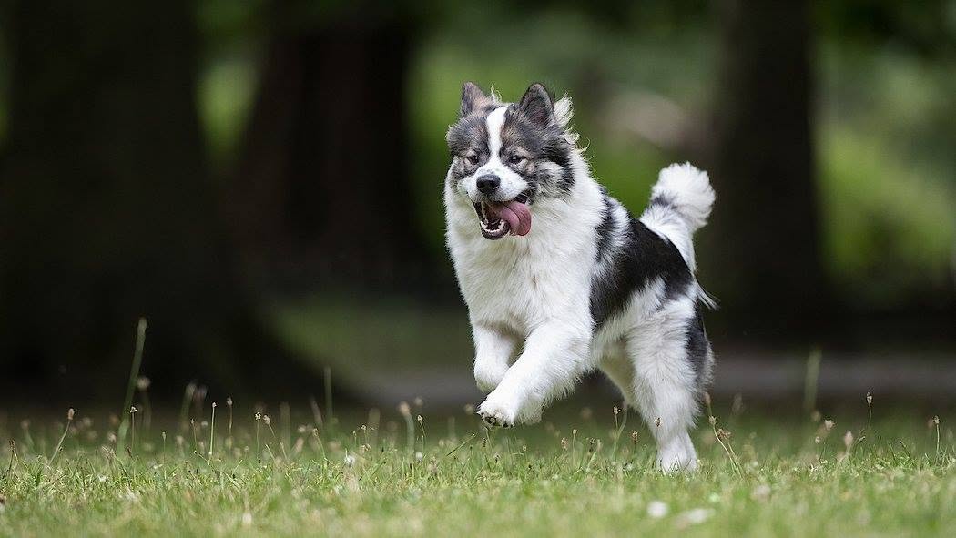 Roy Hill Mamba, running across the grass