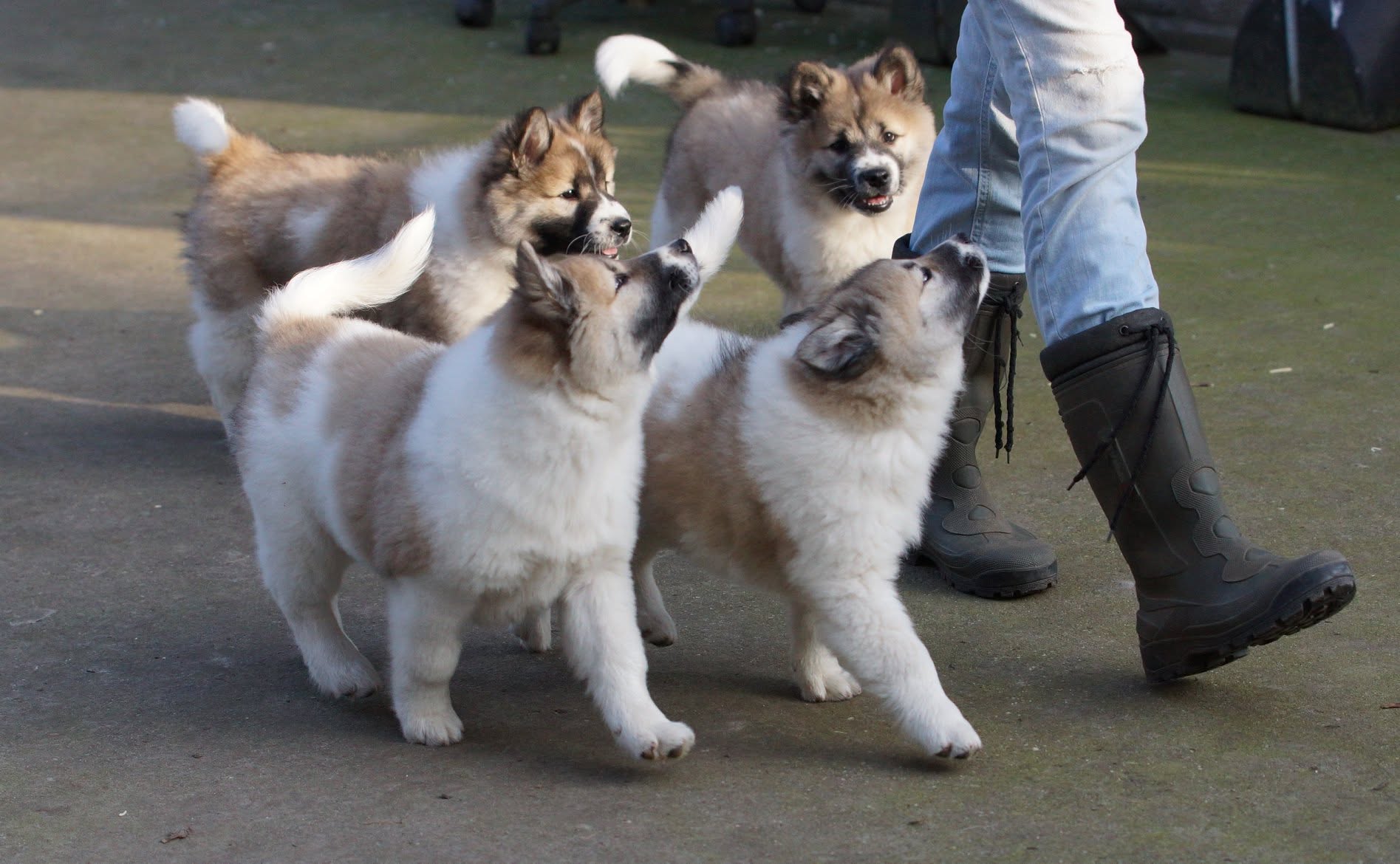 Four Thai Bangkaew puppies trotting beside Sabine's boots on the paving, looking up at her