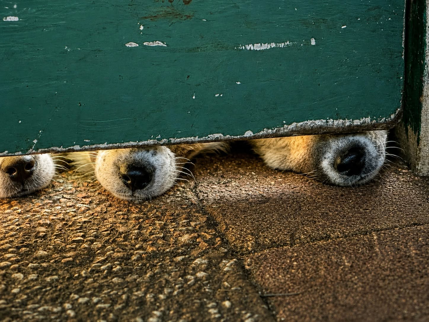 Three curious puppy noses peeking under a green garden gate