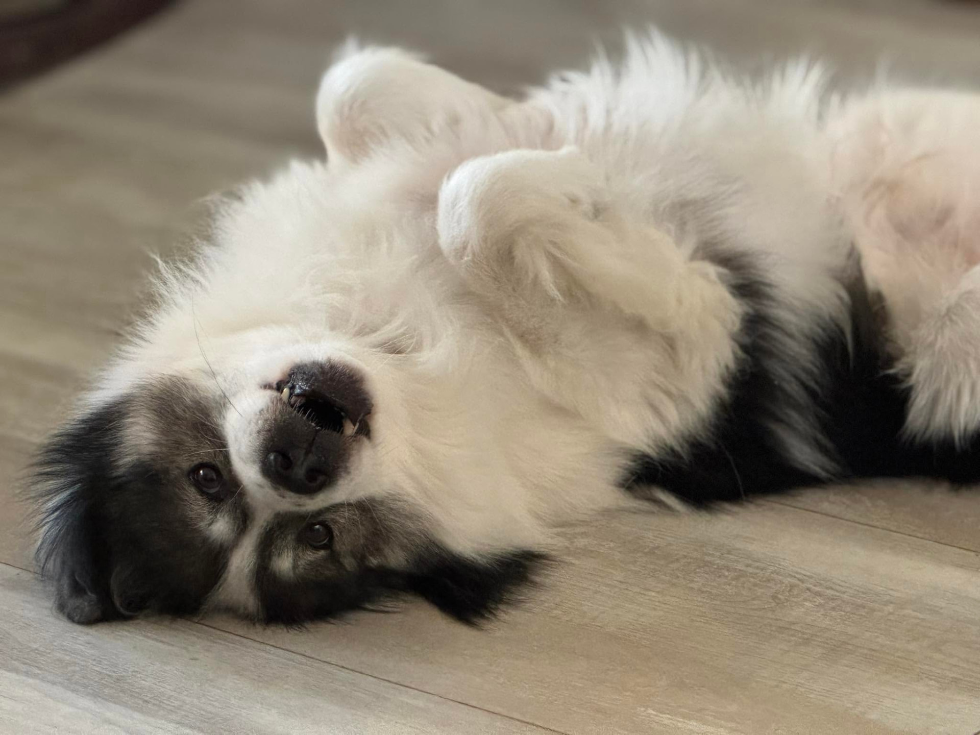 A Thai Bangkaew lying on its back on a wooden floor, relaxed and looking up