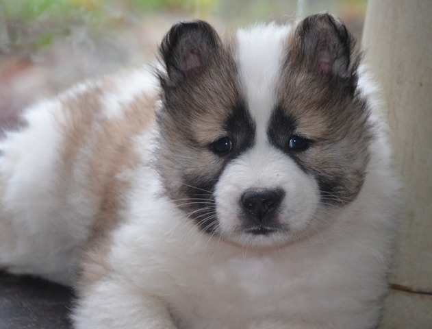 Roy Hill Briliant Star Diamond
