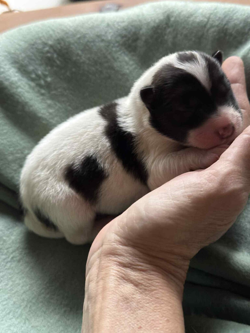 Roy Hill Inked In Love as a newborn puppy, her head resting in a hand on a green blanket