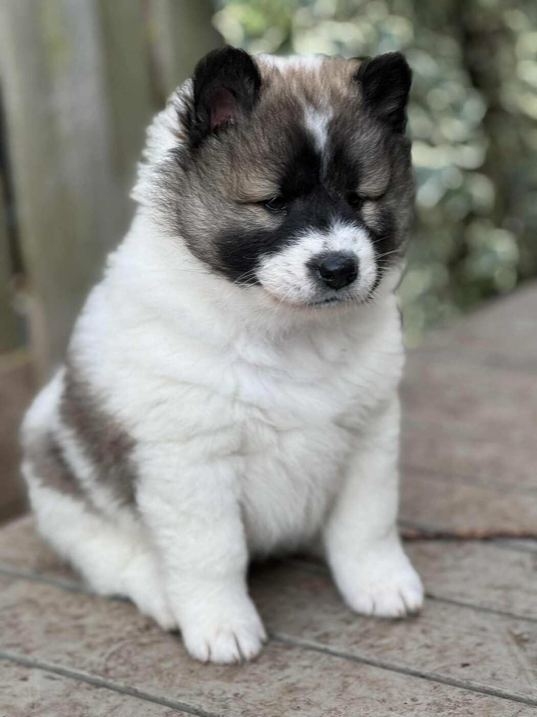 Roy Hill Inked In Love as a fluffy puppy, sitting on a wooden deck