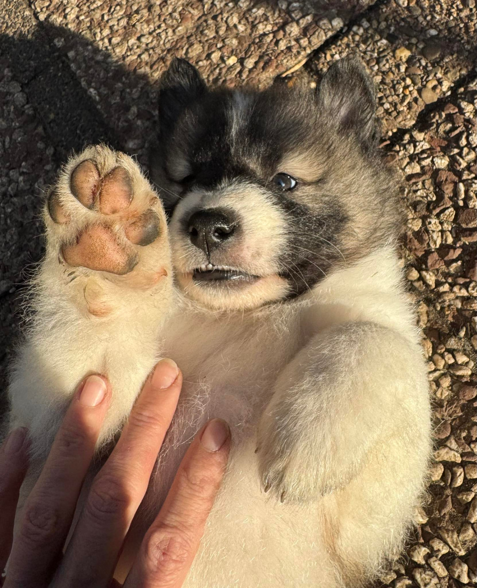 Roy Hill Inked In Love lying on her back on pebbled ground, her paw held up and a hand resting on her chest