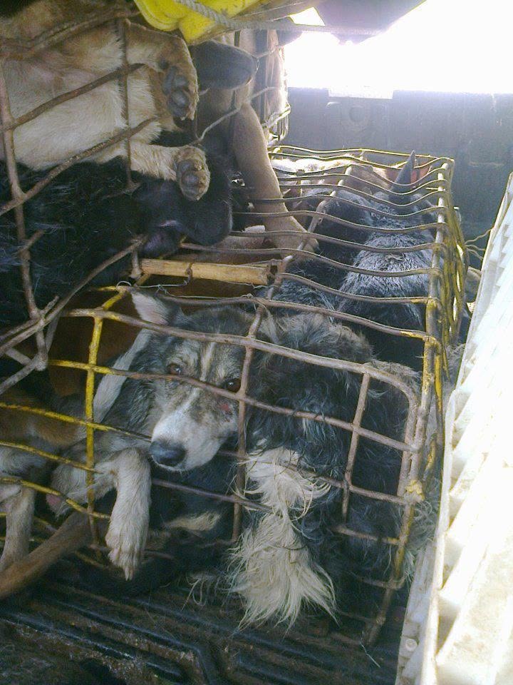 Dogs kept in wire transport cages in Thailand, the conditions Chaya was rescued from