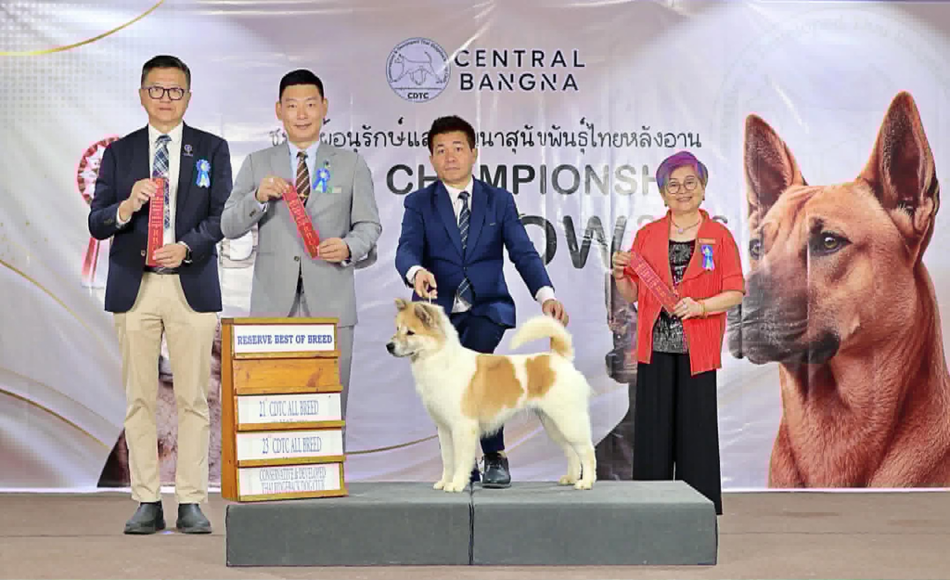Roy Hill Million Dollar Diamond, stacked on the podium at a CDTC championship show