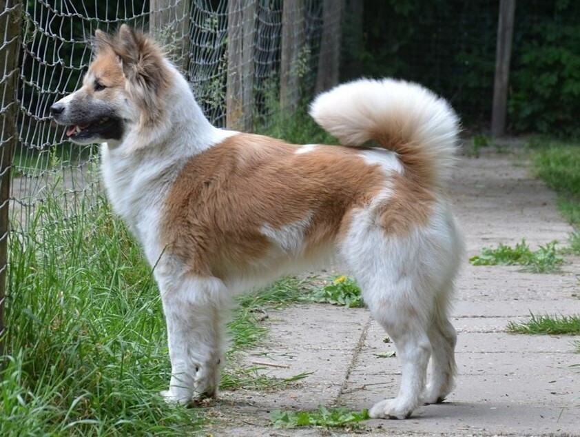 BPIS/BPISS/Thai Ch. Bangkaew Lanna's Honey, standing in profile on a garden path