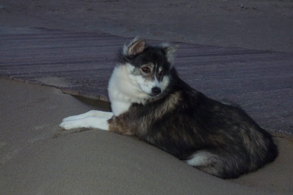 Chaya resting on the sand beside a wooden boardwalk at dusk